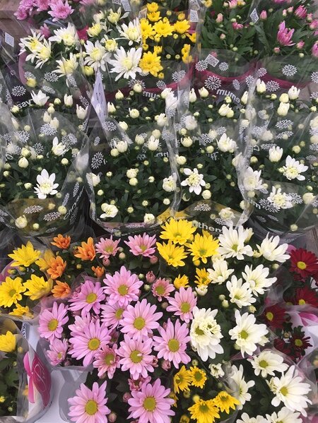 chrysanten