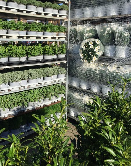 KRUIDEN en plantsoen