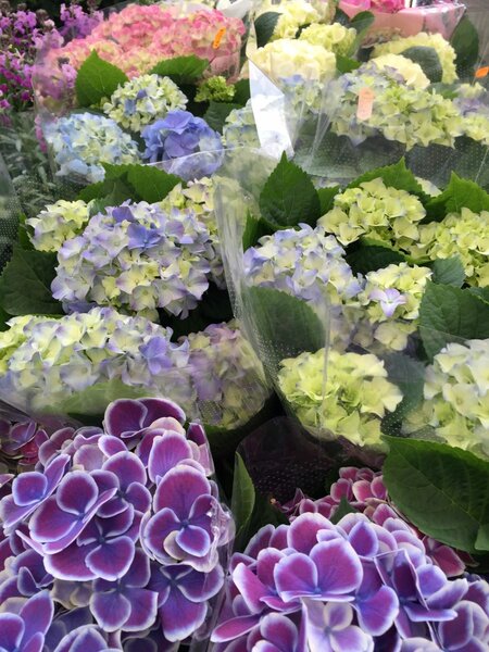 HORTENSIA'S