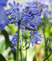 Eénjarigen en terrasplanten