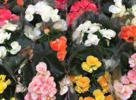 Bloeiende kamerplanten