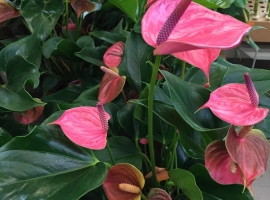 Bloeiende kamerplanten