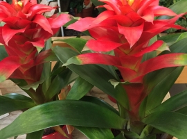 Bloeiende kamerplanten