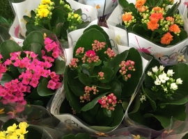 Bloeiende kamerplanten