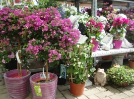 Eénjarigen en terrasplanten