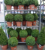 heesters, coniferen en buxussen