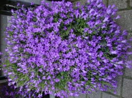 Vaste planten en bodembedekkers