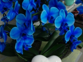 valentijn 14 februari