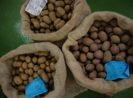 Bloembollen en zaden