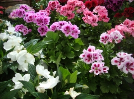 Eénjarigen en terrasplanten