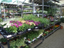 Eénjarigen en terrasplanten