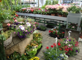 Eénjarigen en terrasplanten