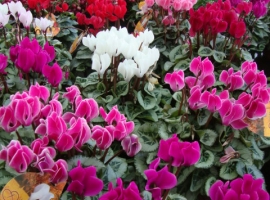 Vaste planten en bodembedekkers