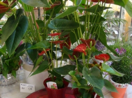 Bloeiende kamerplanten