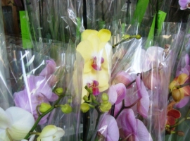 Bloeiende kamerplanten