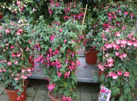 Eénjarigen en terrasplanten