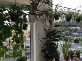 hangplanten