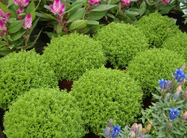 Vaste planten en bodembedekkers