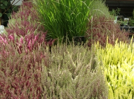 Vaste planten en bodembedekkers