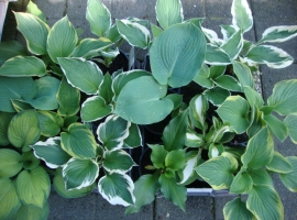 Vaste planten en bodembedekkers