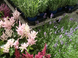 Vaste planten en bodembedekkers