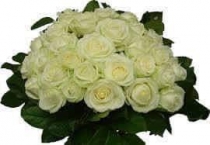 witte rozen